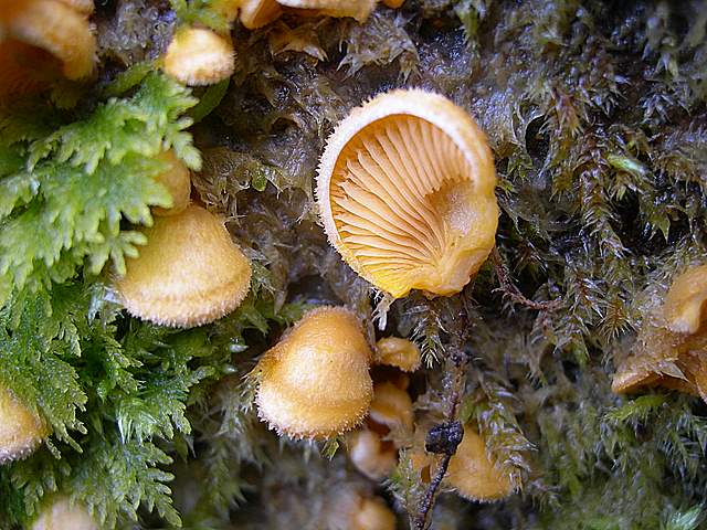 Macromiceti jurassiani � la lunga ricerca